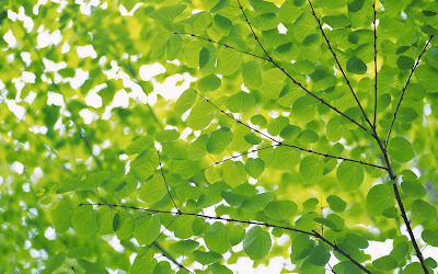 small green and beautiful leaves