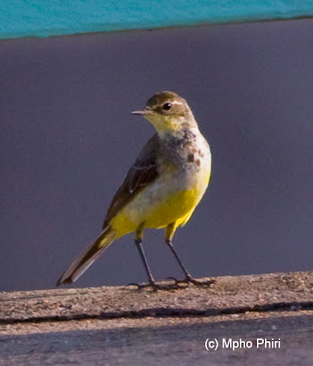 Yellow Wagtail