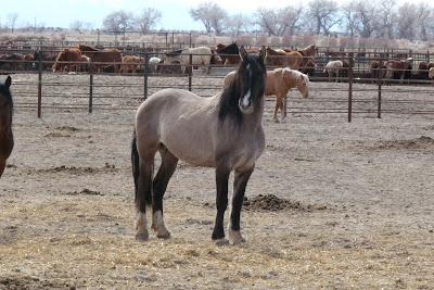 blm stallions older elyse humane observer gardner states website