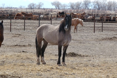 blm stallions older elyse humane observer gardner states website