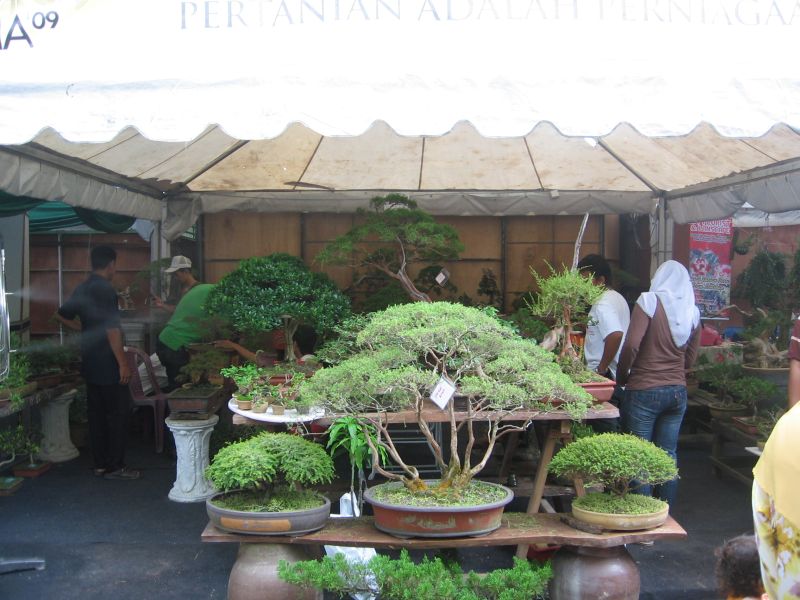Pudin Ttg Bonsai Pameran Mini Maha 2009