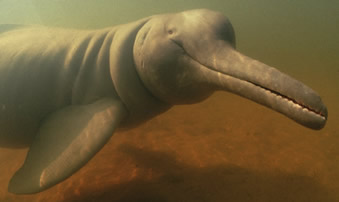retarded dolphin