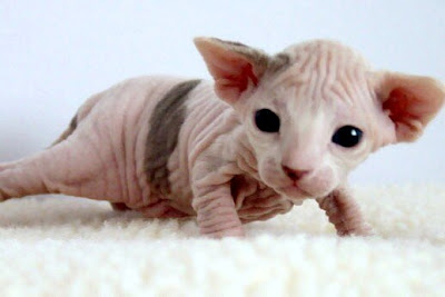 A Cute 2 Weeks Old Hairless Kitten