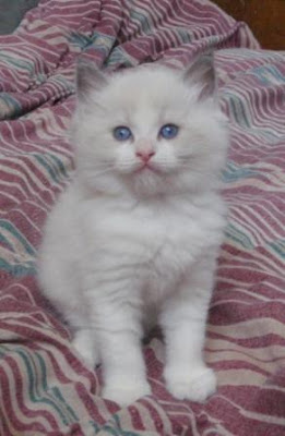bicolor seal ragdoll kitten pics on a bed bicolor seal ragdoll kitten pics on a bed