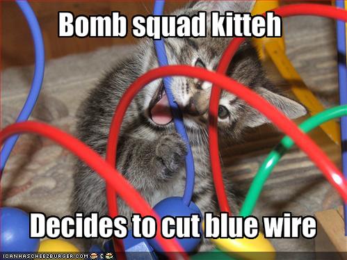funny-pictures-bomb-squad-cat-chooses-th