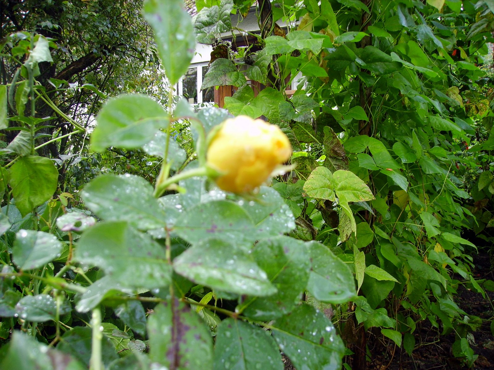 [PICT0337.JPG]