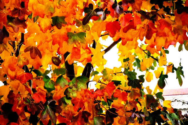 beautiful fall leaves