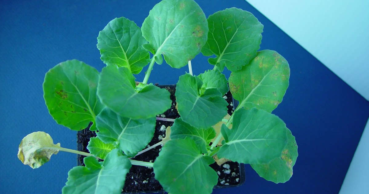 CSU Extension Greenhouse & Nursery Diagnostics Downy Mildew on