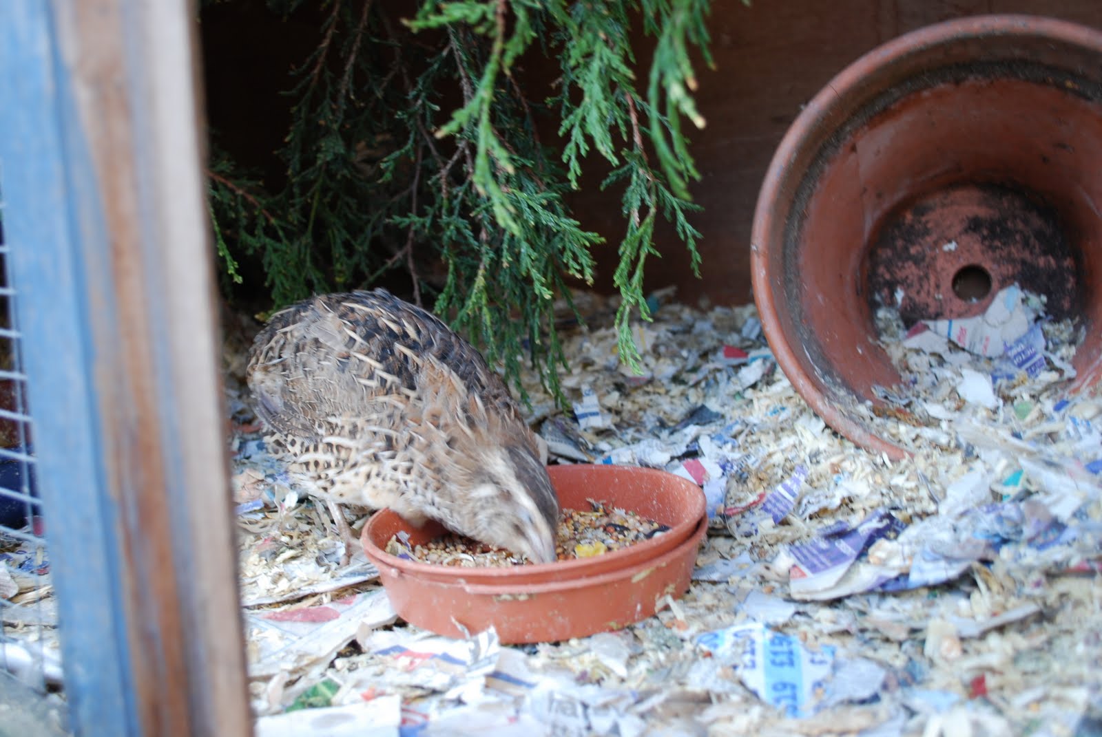 The Chicken Daily Keeping Quail