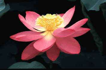 the pink lotus: as women, our creativity blooms when we honour our unique spirituality