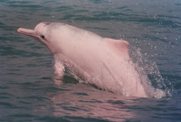 Pink Dolphins!!!