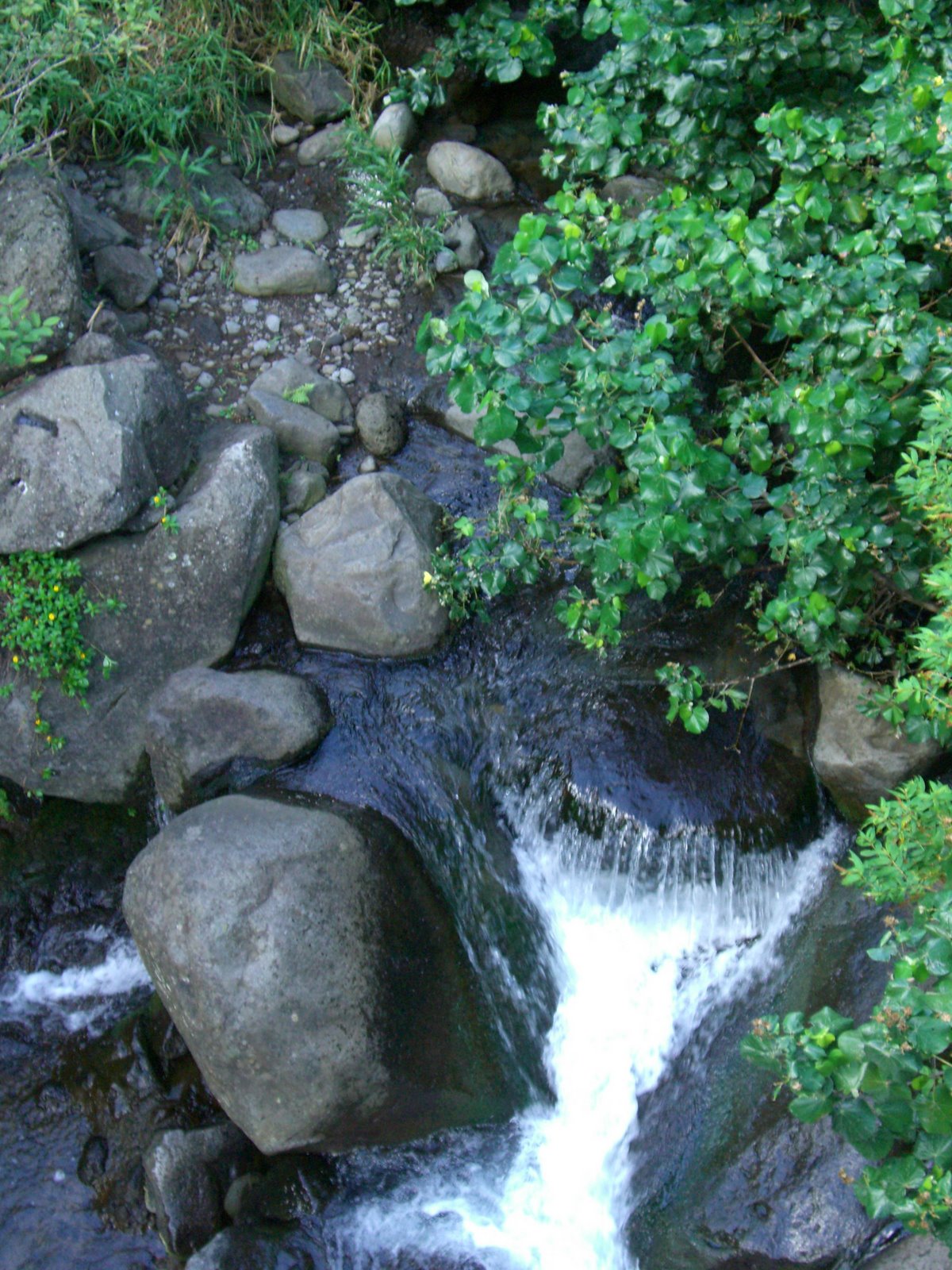 iao stream
