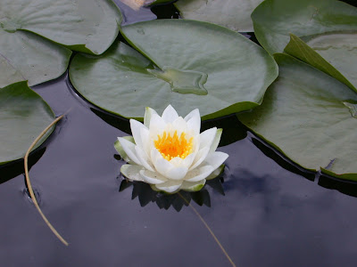 A lotus flower is a white or pink flower that grows especially in Asia 