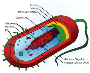 [Cell+structure+of+a+bacterium,+one+of+the+two+groups+of+prokaryotic+life..png]