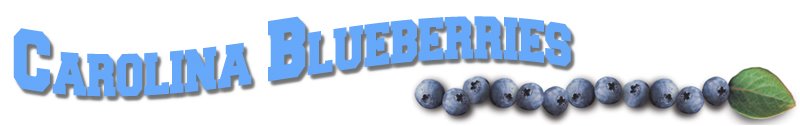 Carolina Blueberries