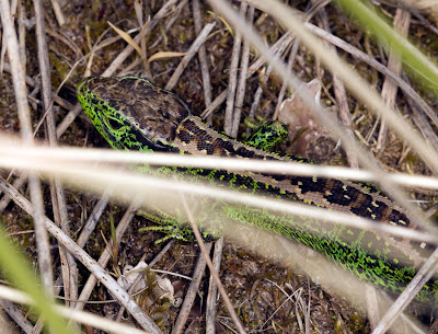 Sand-Lizard