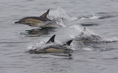 Common dolphin