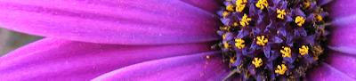 Flor roxa