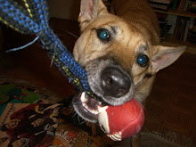 A dog and her football