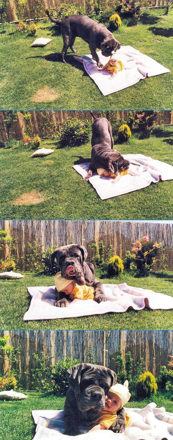 [cão12.jpg]