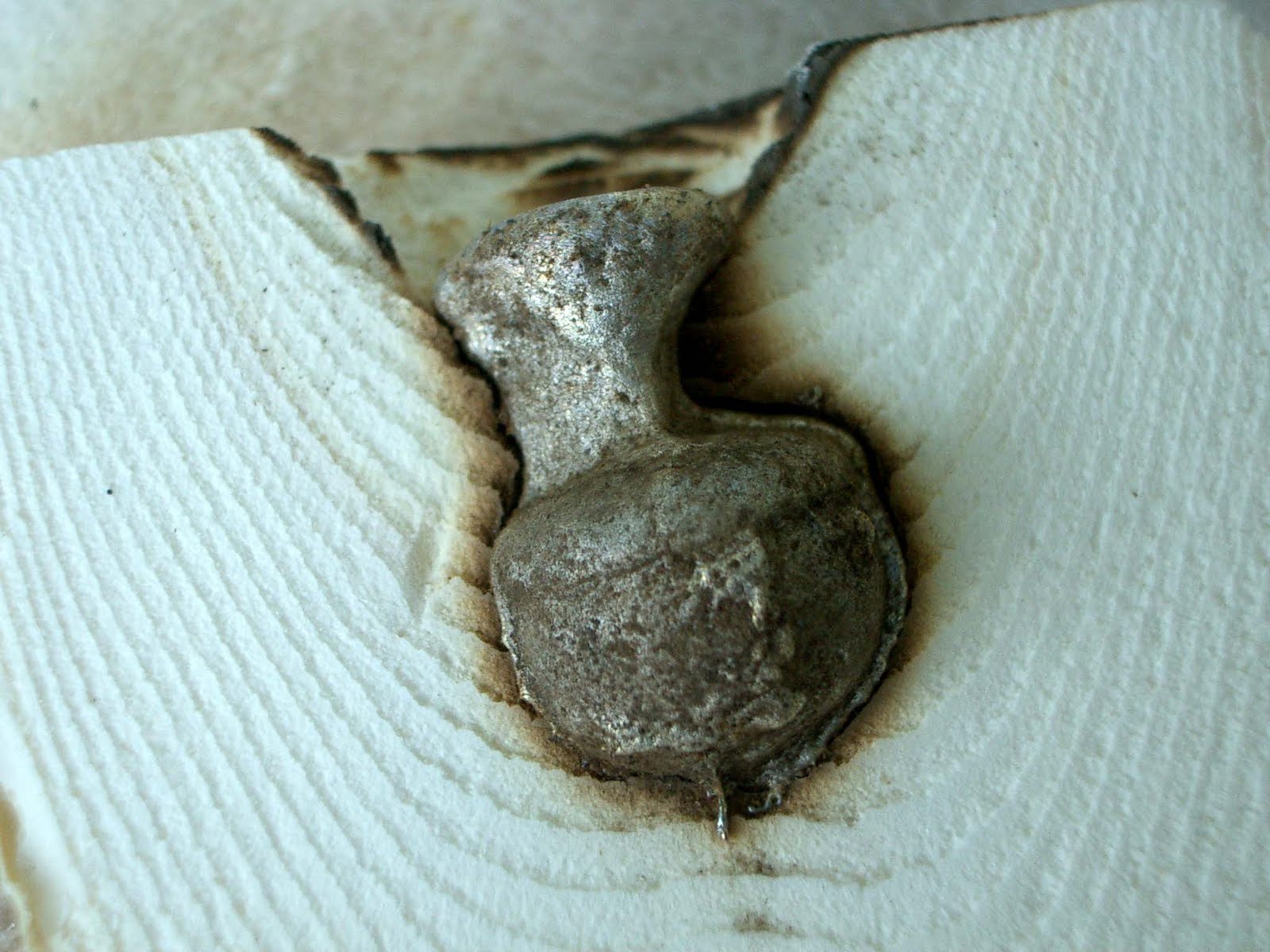 ThatJewelryGuy Cuttebone pewter casting of acorn