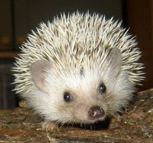 Hedgehog Cinnamon