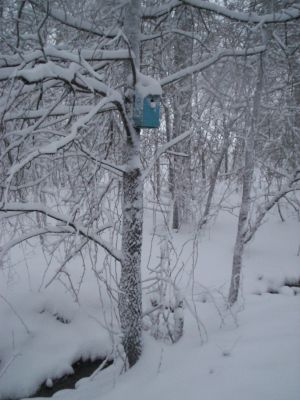 Birdhouse on trail