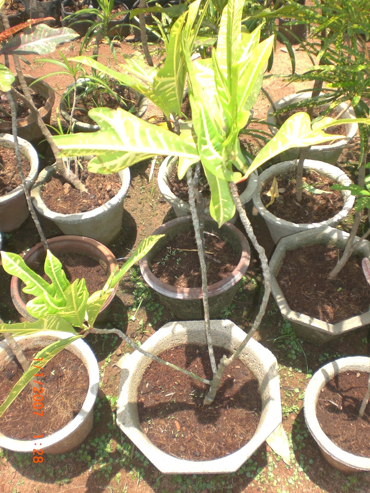 Crotons World Croton Plants Buy Plants in Chennai India