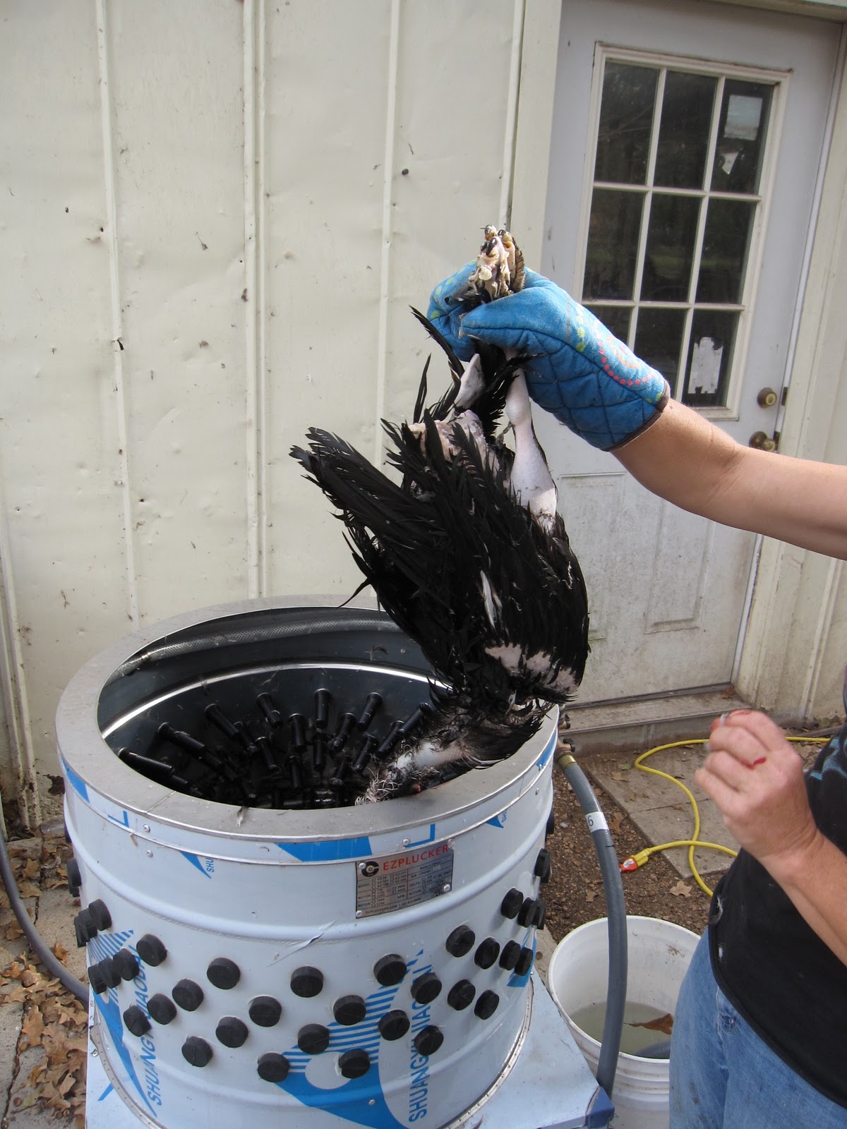 An Austin Homestead Farm to Table Processing Ducks
