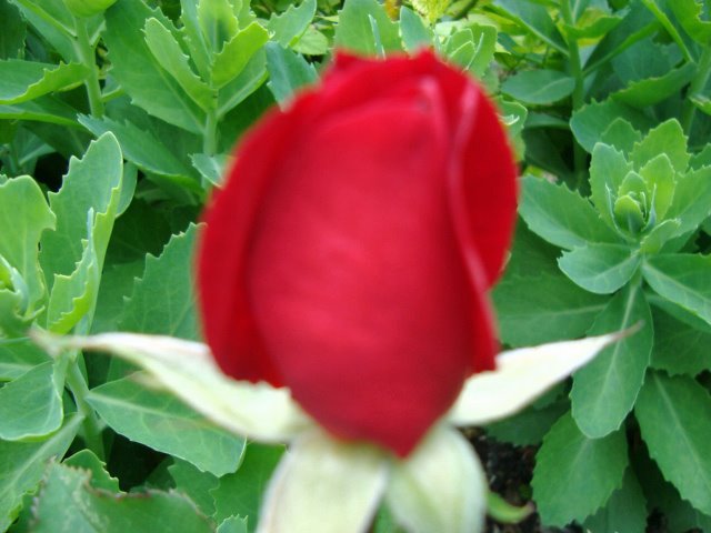 [June2-4,2009-nurnbrg.sonymixpix022_edited.JPG]