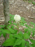 Baneberry