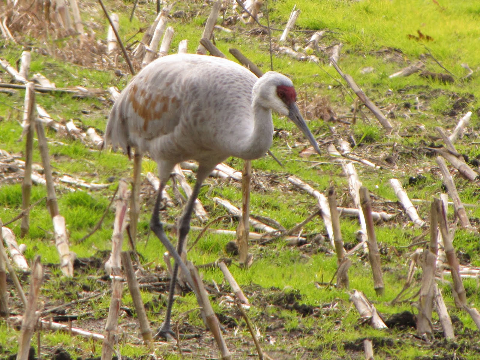 Wild Crane
