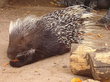 Un puercoespín bebé estaba aprendiendo a caminar, se chocó un cactus y dijo: