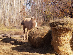 Caballos en Duvall