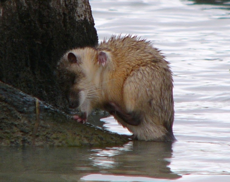 Wonderful World Of Rats Wet Rat