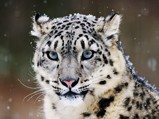 Leopardo delle nevi