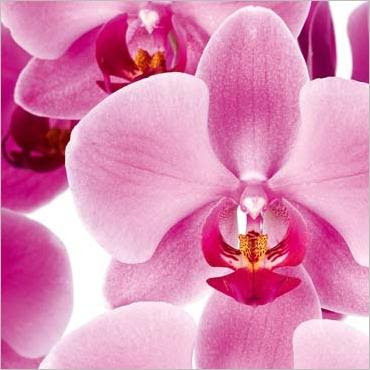 زهرة الأوركيدا (Orchid)  Img_Branche-d-orchidee_Francois-GILSON_ref~ESC096_mode~zoom