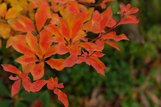 Future Plants By Randy Stewart Enkianthus