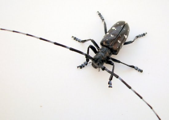 Asian long-horned beetle smithsonian