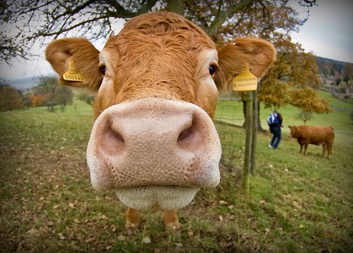 [cow.bmp]