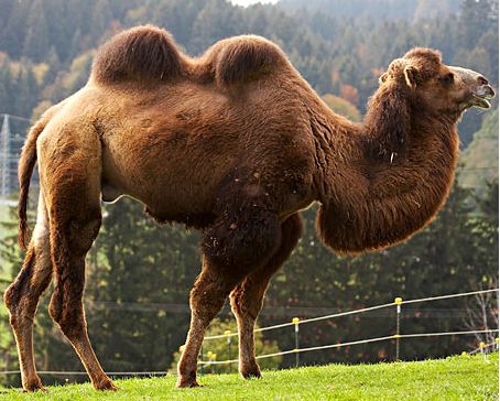 [camel.jpg]