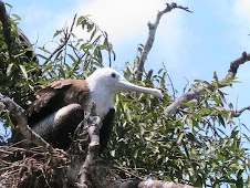 Frigate Bird