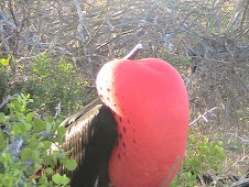 Mating Male Frigate Bird
