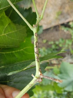 Болезни винограда. Сезон 2010.