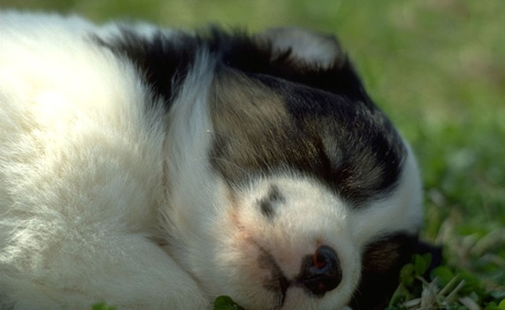 The Puppy Dog Song The Puppy Dog Song