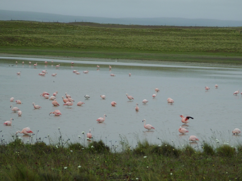 [1+Flamingos+em+San+Sebastian.JPG]