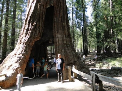 América, um destino fascinante - Página 4 3+sequoia