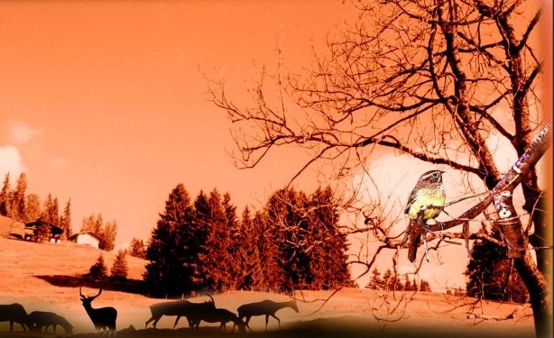 nature pictures Search Results nature pictures Search Results