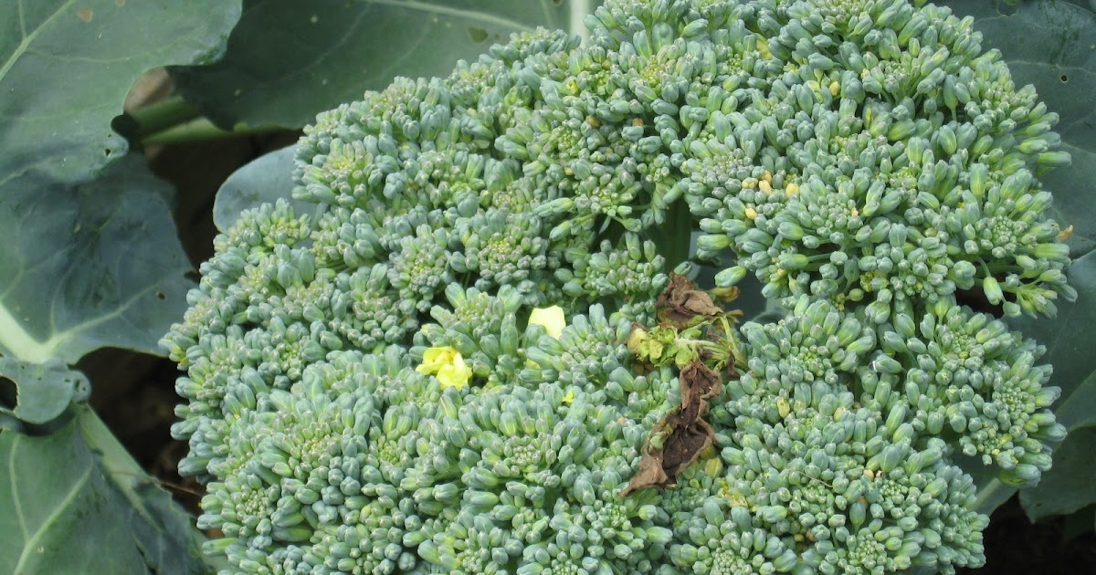 From My Window BROCCOLI FLOWERS