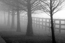 Foggy Fence Row